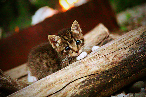 “未来之星：潜力无限的年轻球员揭秘”，未来之星指什么人物