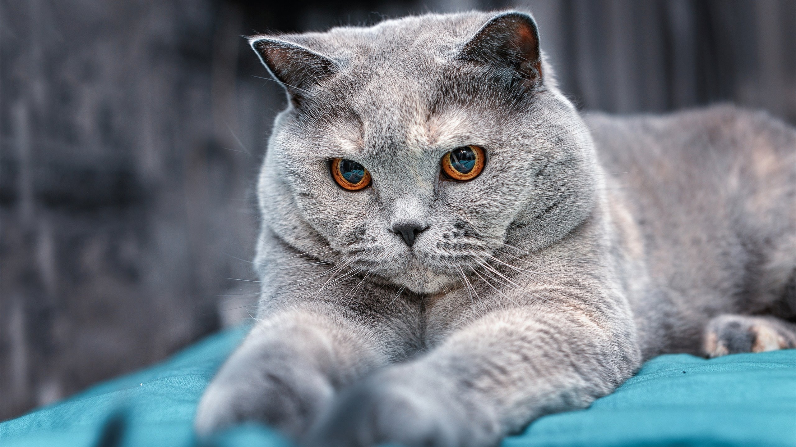 国家跳水队集训基地扩建，设施升级现代化，国家跳水队集训是什么